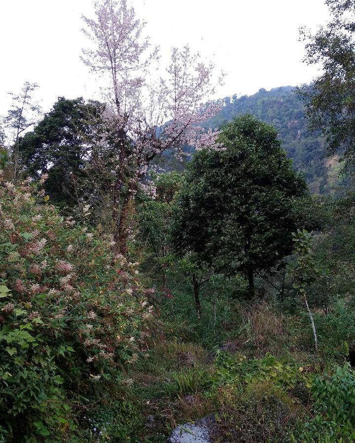 Enchanted Forest Farmstay Gangtok Kültér fotó