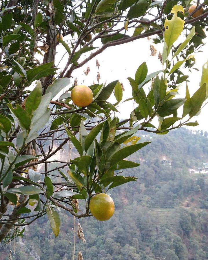 Enchanted Forest Farmstay Gangtok Kültér fotó