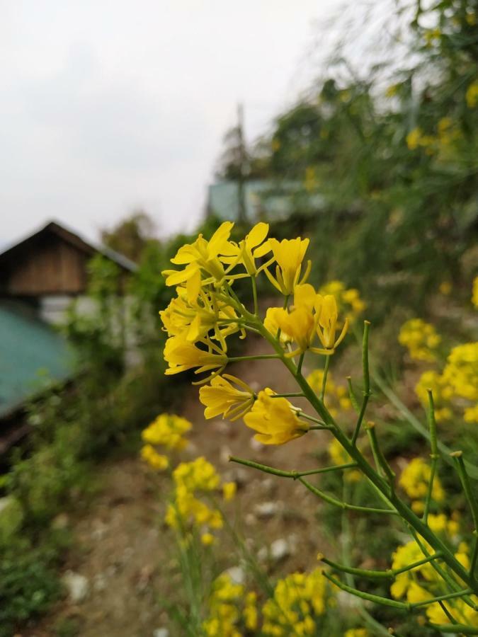 Enchanted Forest Farmstay Gangtok Kültér fotó
